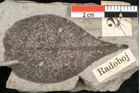 Foto (Detailansicht) von Echitonium obovatum  (NHMW-GEO-2024-0188-11435)